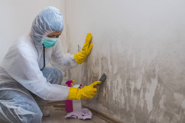 Jesup, GA Mold Removal Company