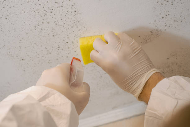 Best Mold Damage Restoration  in Jesup, GA