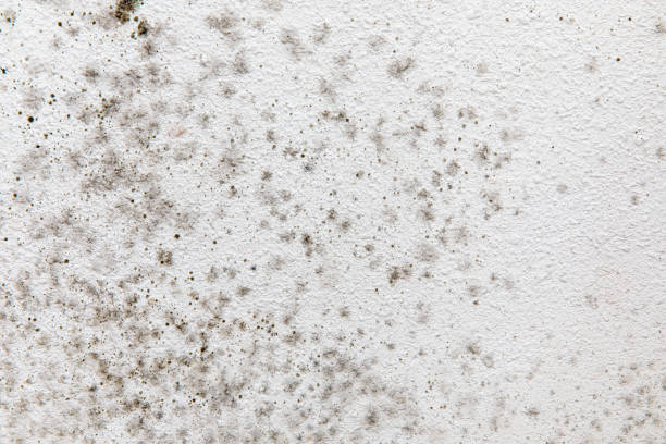 Best Dehumidification Services  in Jesup, GA