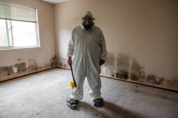 Mold Odor Removal Services in Jesup, GA